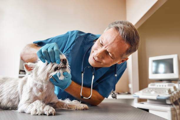 Best 24-Hour Emergency Dentist in Monterey, CA